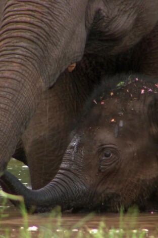 Elefants, canviant vides