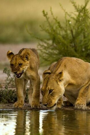 Pambara. Pambara: Pambara (I)