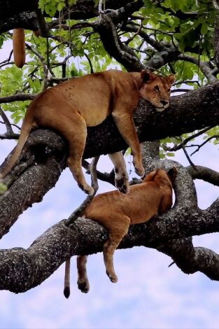 La vida en el reino animal. La vida en el reino...: Manada y piel