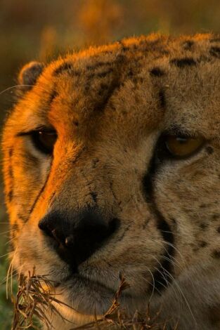 Grandes especies de África. Grandes especies de África 