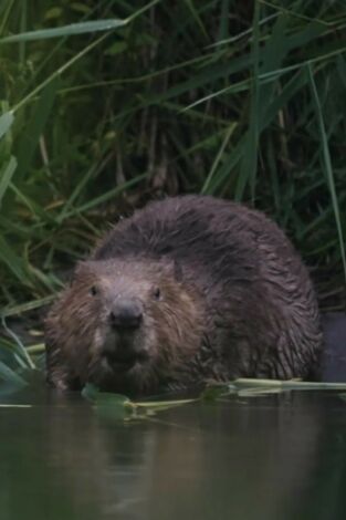 Castor, un superhéroe de la naturaleza