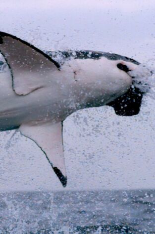 Los supervivientes definitivos de la naturaleza. Los supervivientes...: Los 20 mejores cazadores