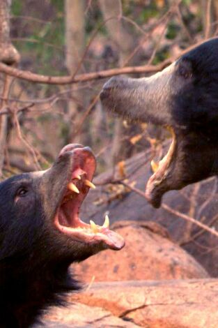 Oso perezoso, el nacimiento de un príncipe