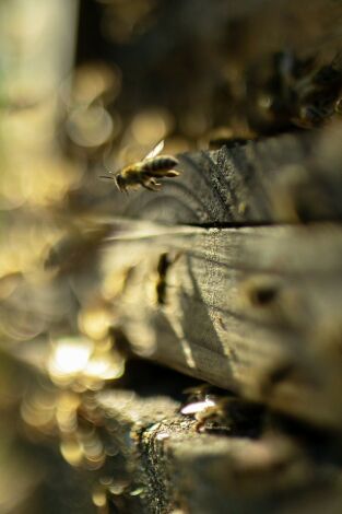 Los secretos de las abejas. Los secretos de las...: La colmena