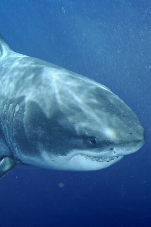 Los tiburones más grandes del mundo
