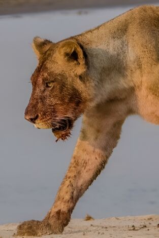 Los titanes de los ríos africanos