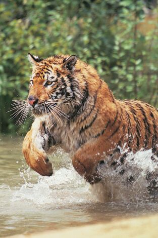 Animales aún más salvajes. Animales aún más salvajes: Alteración del orden público