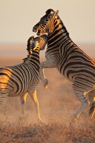 El club de la lucha animal. El club de la lucha...: Combate a muerte