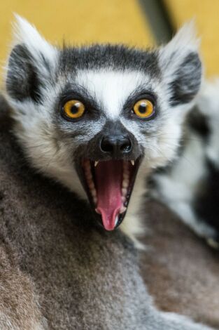 Lemures legendarios de Madagascar