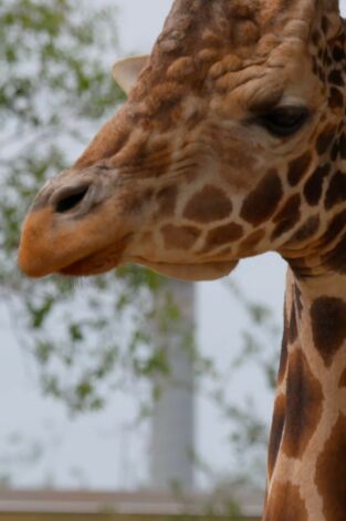 Especial secretos del zoo Tampa. Especial secretos del...: Rinocerontes, koalas y osos... ¡Oh Dios!