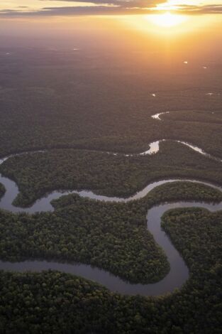 Amazonia americana