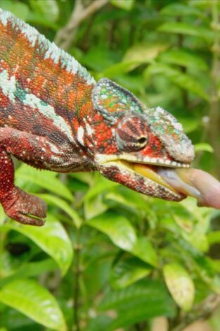 Maravillas salvajes de Madagascar