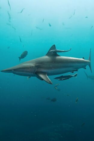 When Sharks Attack