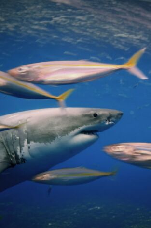Ataques de tiburones: acceso exclusivo