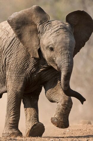 Pequeños gigantes del mundo animal