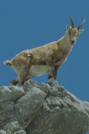 Montañas de Alemania. Montañas de Alemania: Sobreviviendo en los Alpes