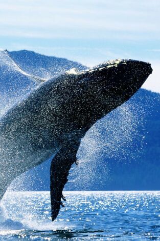 Vida animal. Vida animal: En busca de la ballena azul