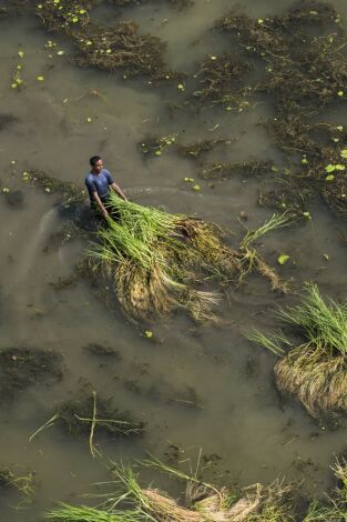 Bangladés: lucha contra el cambio climático