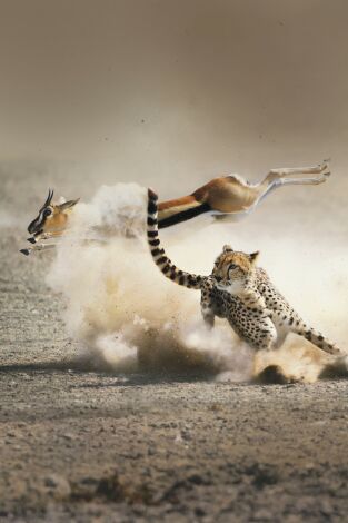 La caza. La caza: Conservación