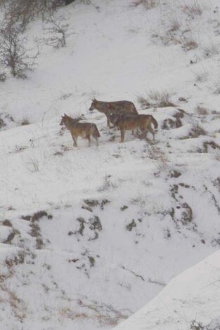 Italia salvaje. Los grandes depredadores. T(T1). italia salvaje... (T1): El regreso de la manada de lobos