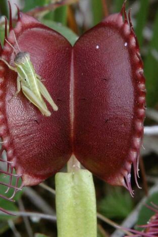 Supernaturaleza. Supernaturaleza: Movilidad