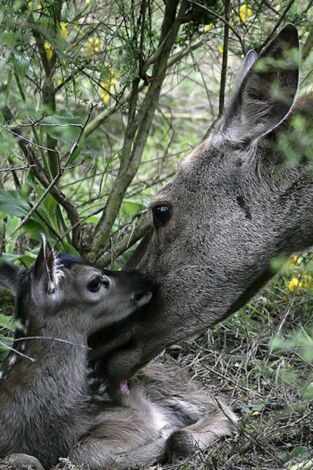 Ternura salvaje. Ternura salvaje: Un día en el bosque