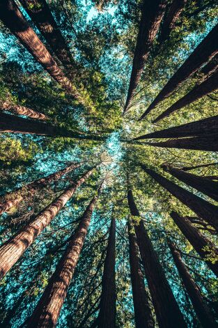 Idjanga, la forêt aux gorilles