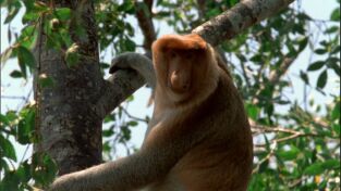 Los animales más raros del mundo. Los animales más raros...: Los más raros de la tierra