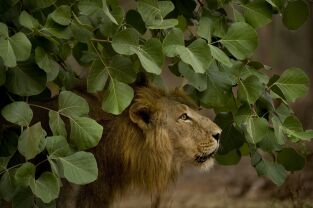 Los secretos de la India salvaje. Los secretos de la...: Leones del desierto