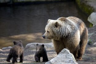 Concebido para matar. Concebido para matar: El oso grizzly