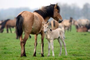 Instintos letales. Instintos letales: Factor del miedo