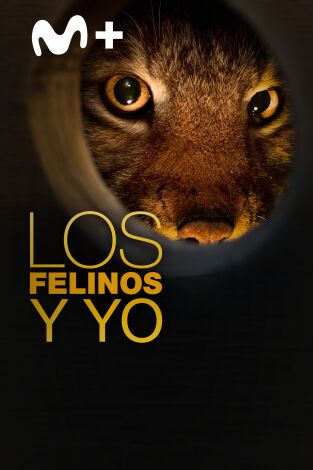 Los felinos y yo