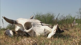 La Frontera. La Frontera: Narcotráfico