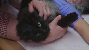 Una veterinaria todoterreno. Una veterinaria...: Bisontes implacables