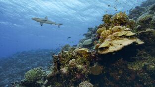 La hora de la naturaleza. La hora de la naturaleza: Entendimiento