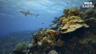 La hora de la naturaleza. La hora de la naturaleza: Entendimiento