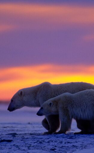 El reino del oso polar. El reino del oso polar: El viaje del cachorro