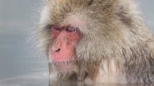 Los secretos naturales de Asia. Los secretos naturales...: Supervivientes de montaña