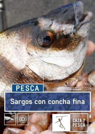 Sargos con concha fina