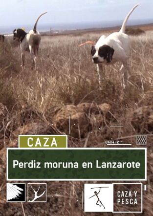Perdiz moruna en Lanzarote
