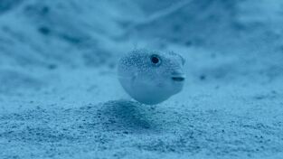 Raros y salvajes. Raros y salvajes: Mares de amor