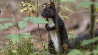 Maravillas secretas de Europa. Maravillas secretas de...: Alemania