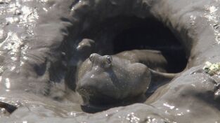 Raros y salvajes. Raros y salvajes: La rebelión mutante