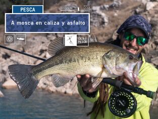 A mosca en caliza y asfalto