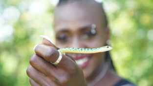 Serpientes en la ciudad. Serpientes en la ciudad: Cobras y cocodrilos
