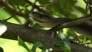 Serpientes de leyenda. Serpientes de leyenda: Mambas