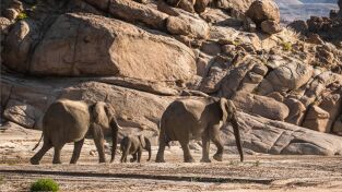 Los secretos de los elefantes. Los secretos de los...: El desierto