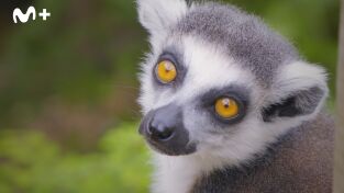 One Zoo Three. One Zoo Three: Comunicación inteligente