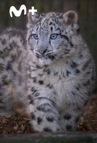 One Zoo Three. One Zoo Three: Madrazas