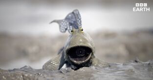 Espiando en el océano. Espiando en el océano: Sentimientos